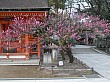 kyoto_small_4697.JPG